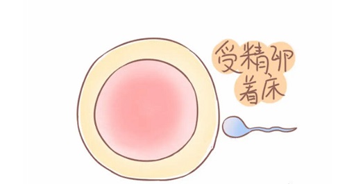 試管嬰兒可選擇嗎