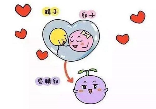 泰國試管嬰兒的費用是多少啊